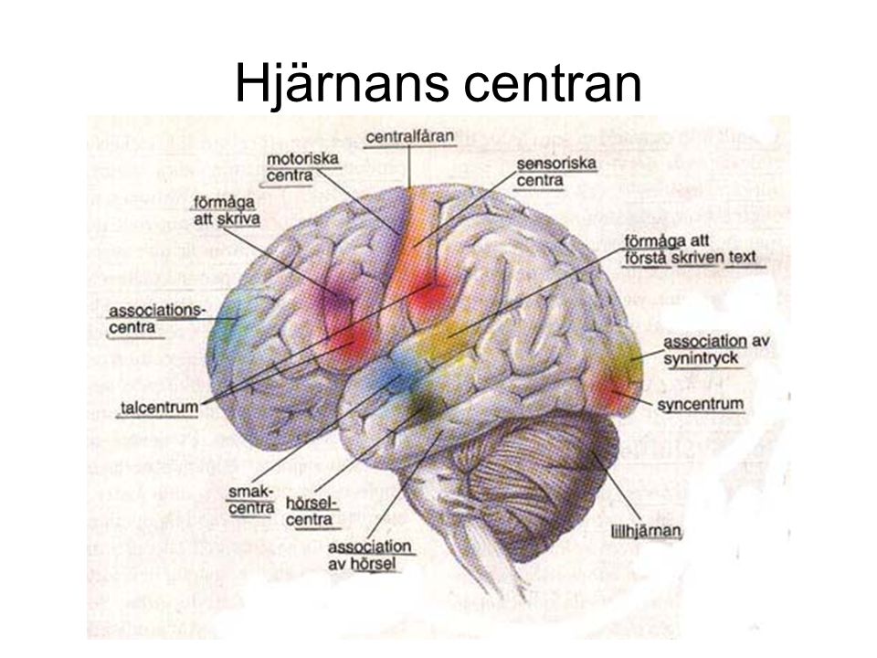 Hjärnans centran